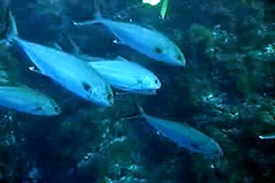 Cardumen de Lechas (Cabo de Palos)