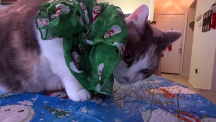 Cats try on Christmas costumes