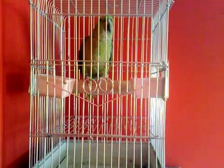 يلوناب فرخ بيور 2009 عنده الاخلاص للبيع  0555055538 انستقرام xp22px@