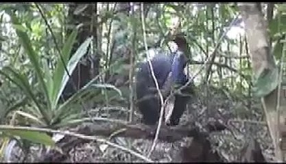 Cassowary