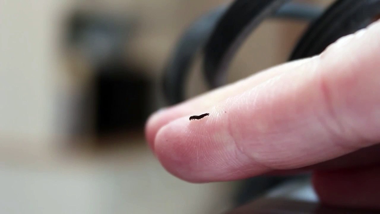 Tiny Little Caterpillar