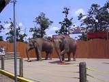 Elephant Watermelon Eating Contest - 2