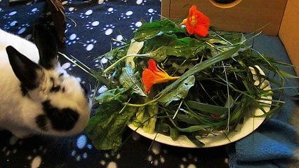 Pinou herbes sauvages 1 (24-07-15)