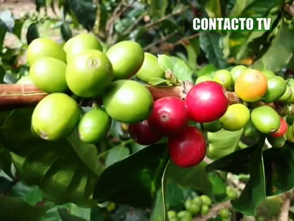 himno de piendamó - cauca