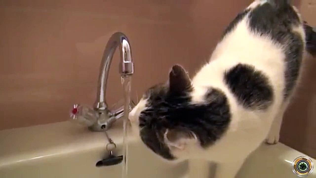 Cat Besta