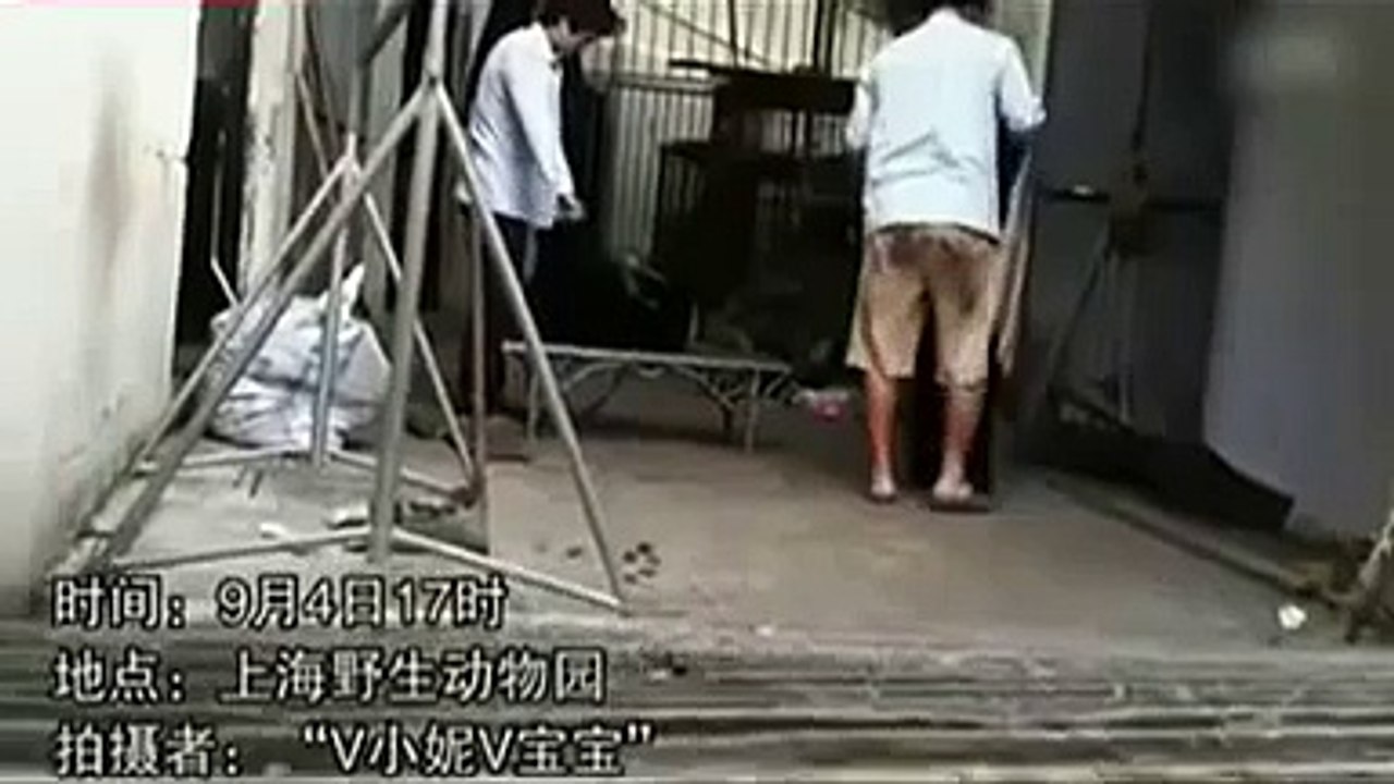 上海野生動物園人渣職工虐打可憐小黑熊