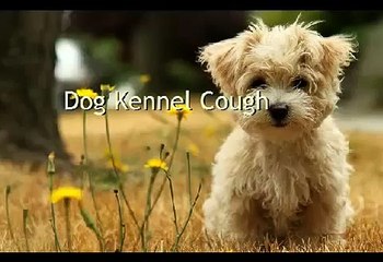 Dog Kennel Cough