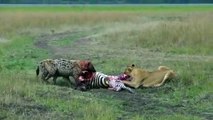 Lion and hyena preying zebra