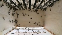 ruche Warré intérieur - natural beekeeping - inside a Warré hive - Warré-beute innen