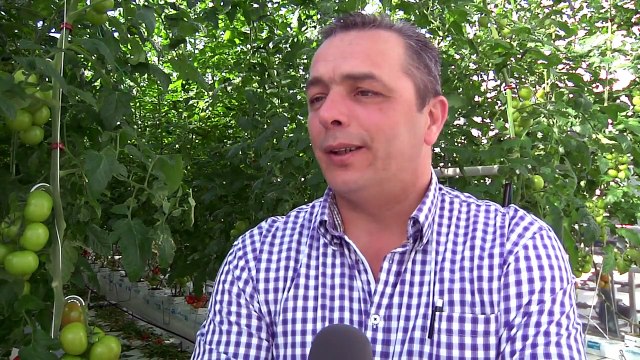 Op zoek naar de beste tomaat van NL - perspectieven uit de praktijk