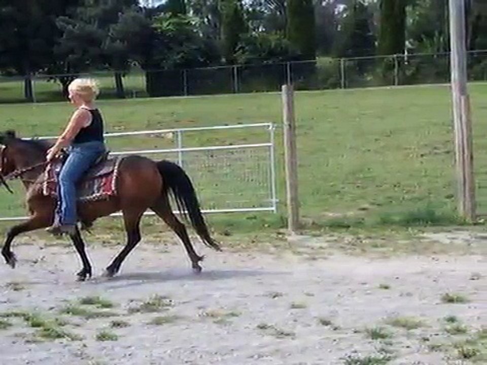 speed walking gaited pony mare