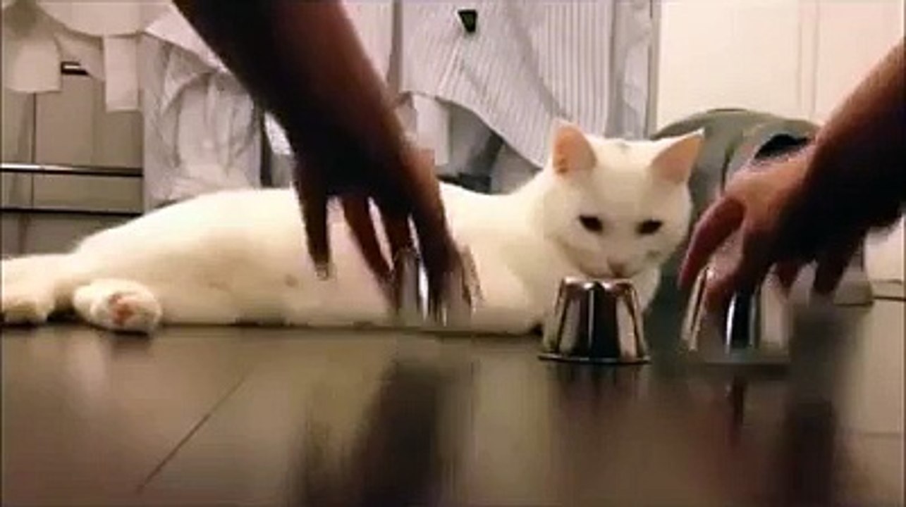 Amazing Cat Mind