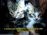 Kattenmand Dierenambulance/Dierenbescherming West-Alblasserwaard 5kittens