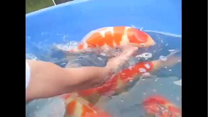 Nishikigoi of Niigata Spring 2010 Video 3/3