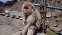 Newborn Baby Japanese Macaque | Jigokudani Snow Monkey Park, Nagano, Japan