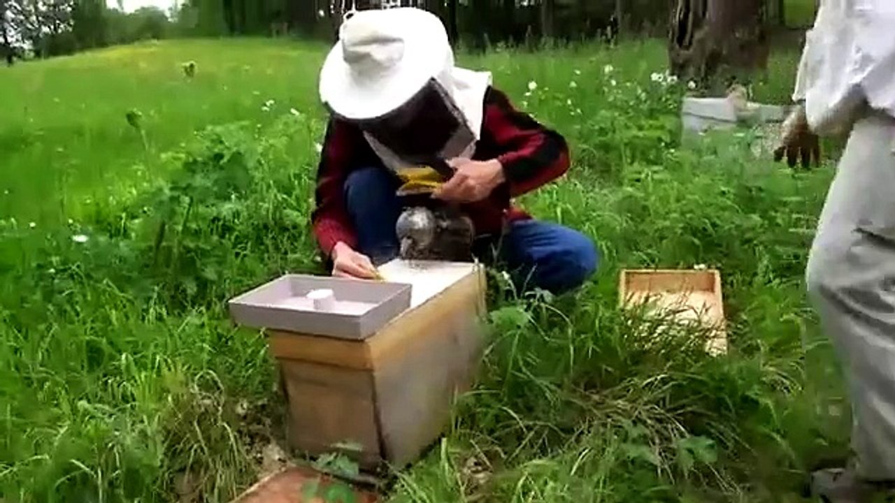 Nourrir les abeilles....