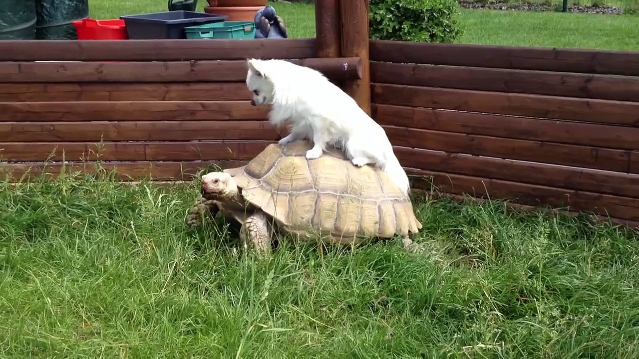 Cihuahua riding on turtle