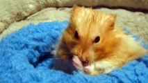 Teddy Bear Hamster, Cute Hamster, Golden Hamster, Syrian Hamster, washing hamster