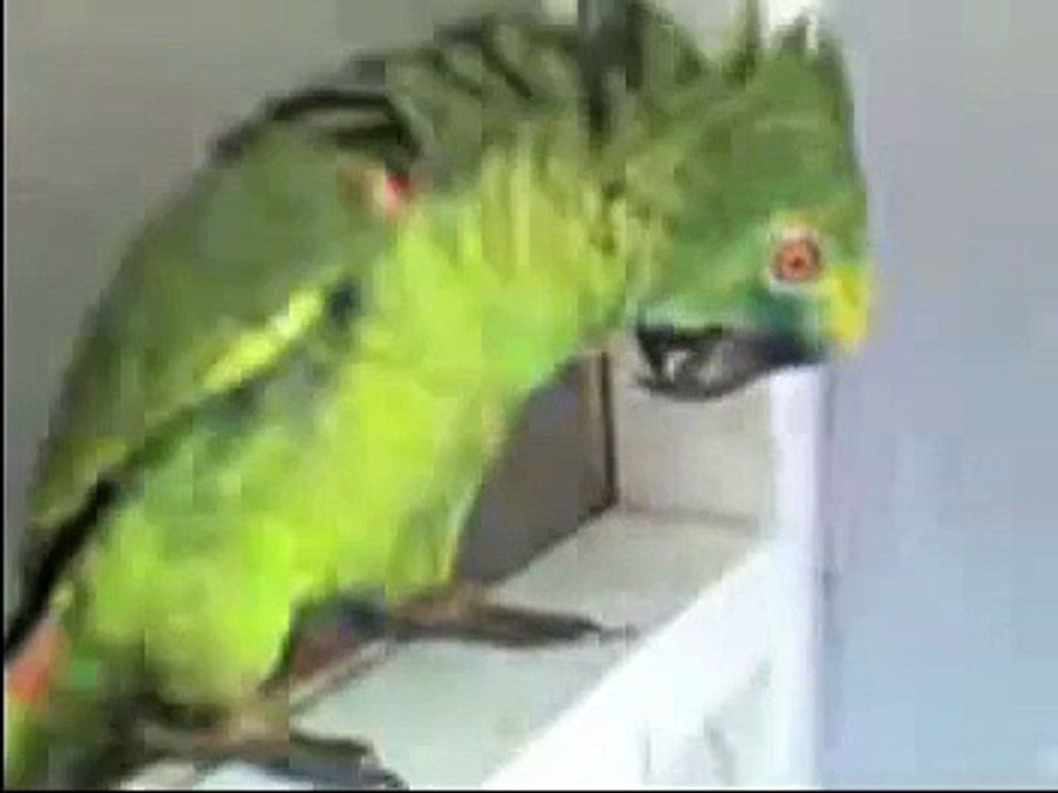 Papagaio cantando Hino Nacional e Pisa na Fulô  nº 2