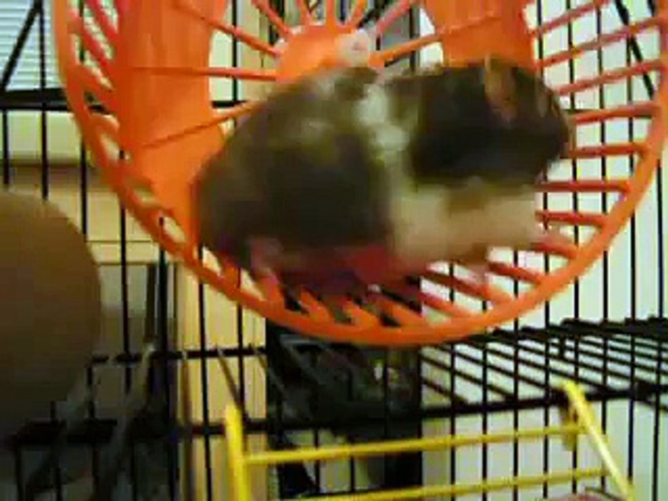 Wren the hamster