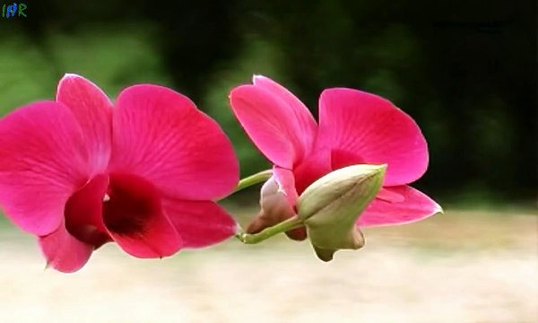 Bhutan Tourism Video : Himalayan Wonders - Bhutan Travel & Tours Video