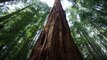 Nature Is Speaking – Robert Redford is The Redwood | Conservation International (CI)