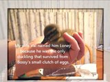 Videos of Ducks for Kids, Meet Loney Splashduck