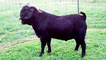 MAX Boer Goats MIDNIGHT MADNESS ~ SOLD