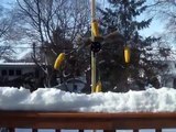 Squirrel spins on corn feeder