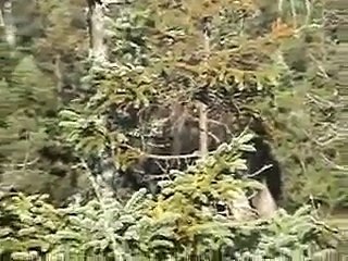 Cape Breton Moose Hunt