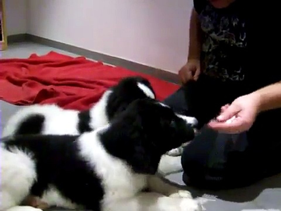 Landseer Attila und Anina "Schulunterricht"