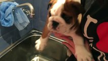 British Bulldog Puppy hates the bath