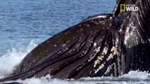 La chasse coopérative des baleines à bosse