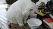 Cute Kitty cat  looking 4 water Got water? Persian kitty cat