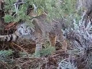 Bobcat trapping / Ilves metsästysMONSTER