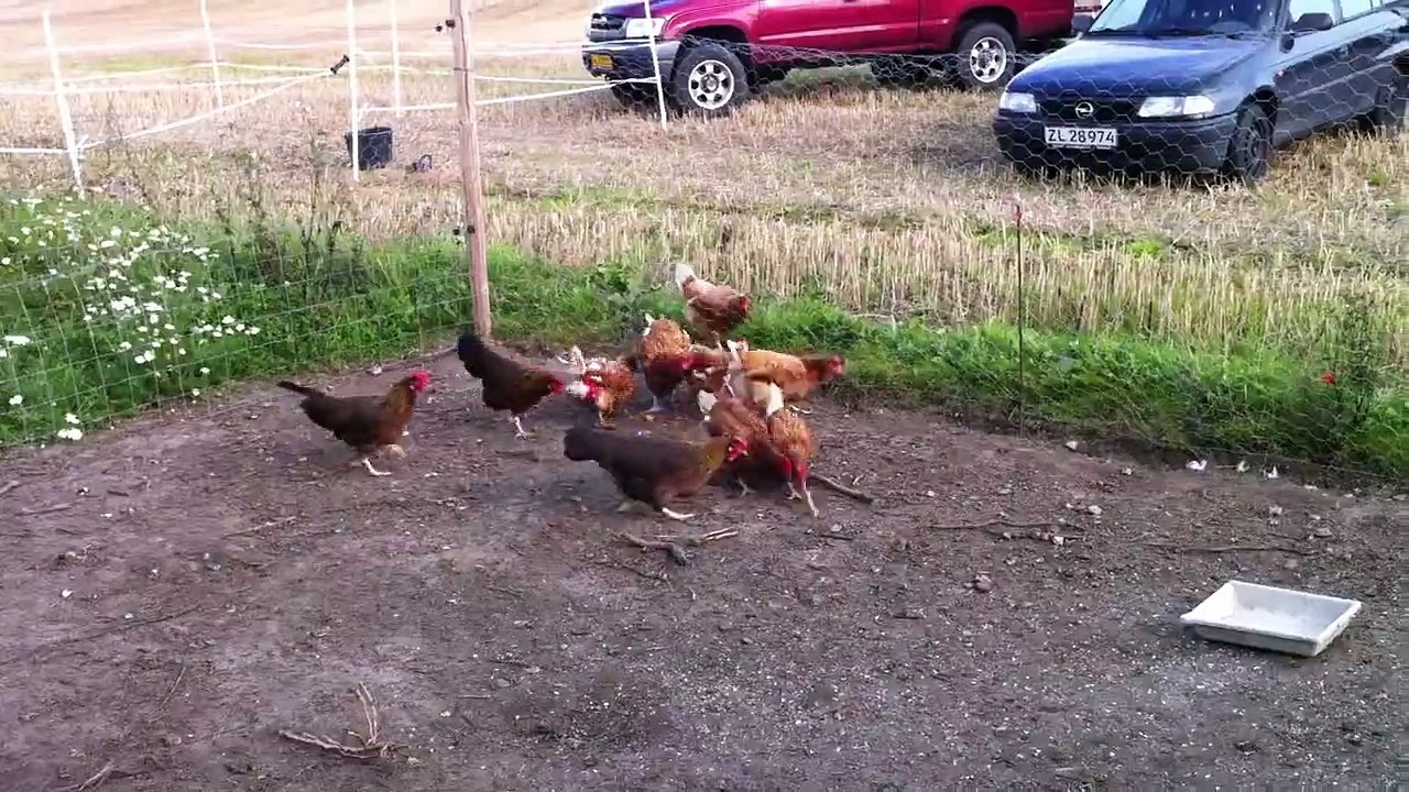 Bendtsminde Høns...