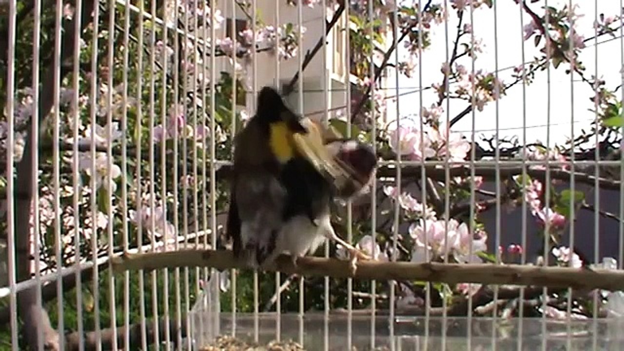 طائر الحسون الاصلي لمدينة معسكر