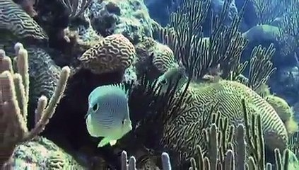 Scuba diving Bermuda