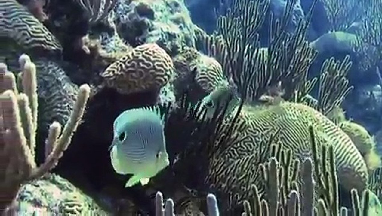 Scuba diving Bermuda