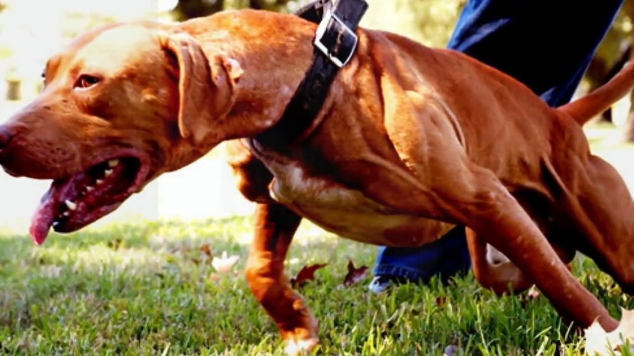 Game Dog History | All about gamedogs