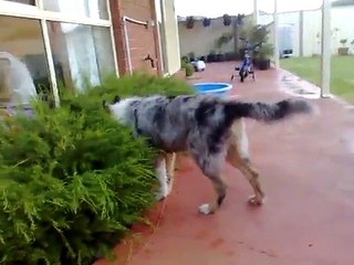 4months old Blue Merle Rough Collie - playing after the storm! 1