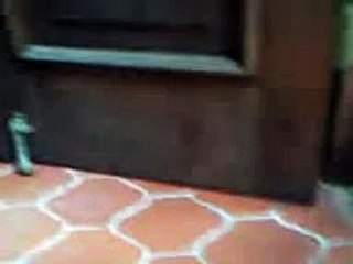 Habichuelas saltarinas/Jumping Beans