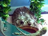 Port City Reptile, Wilmington NC,  Bearded Dragon Update Video.