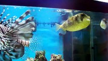 My saltwater aquarium at feeding time