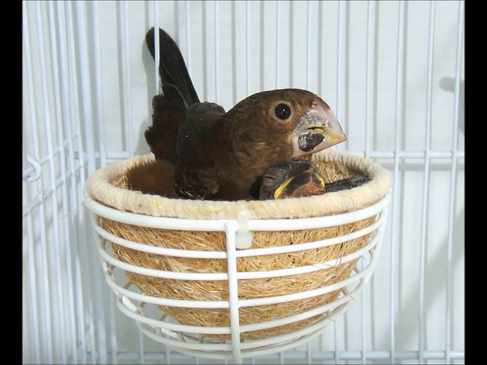 Bicuda Pantaneira MIMOSA