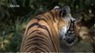 Discovery Wild • Tigers Revenge 2015 • Discovery Wild Animal Documentary