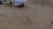 فيديو: شباب كويتيين يقومون بـ صيد كميه كبيره من ( طيور الكناري ) في الكويت