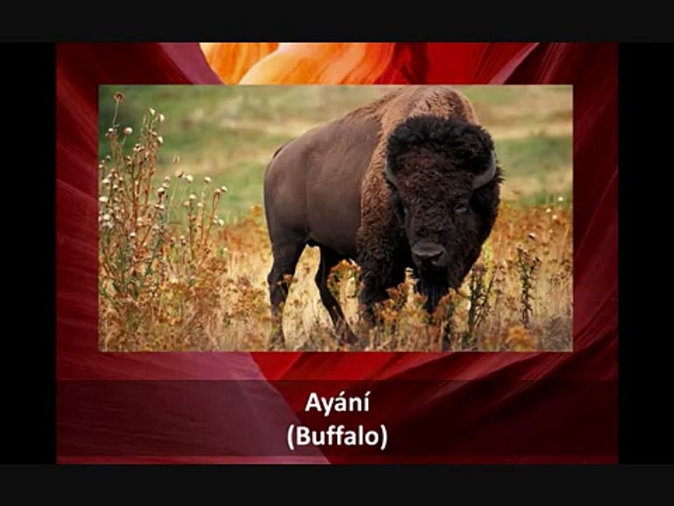 How to Name Animals in the Navajo Language
