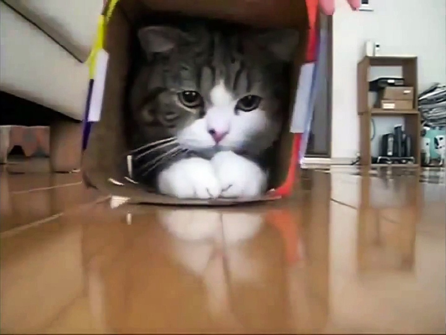 Animals Funny Videos Cat Video Cats Videos Funny Cat Videos Funny Cats Videos Pet Videos