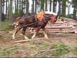 Horse Logging in Northeastern Ontario
